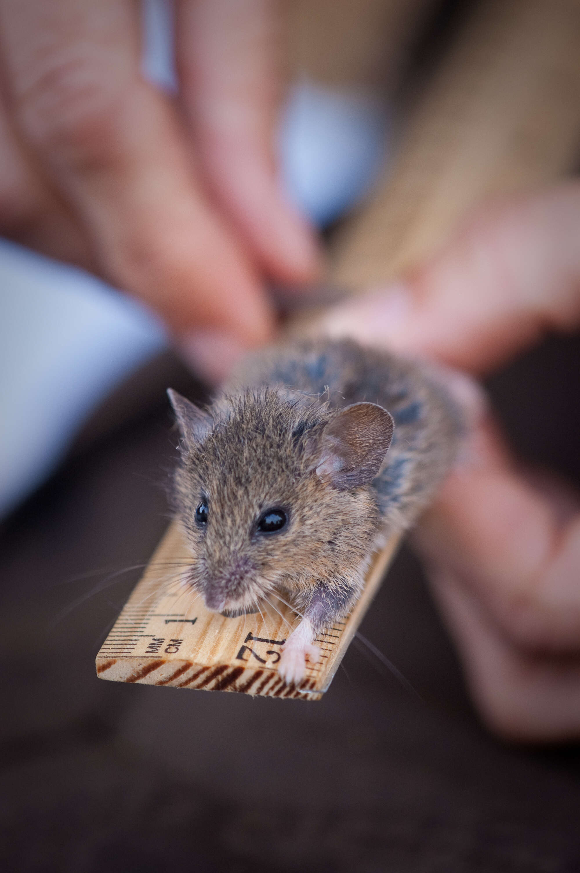 Image of Salt-marsh Harvest Mouse