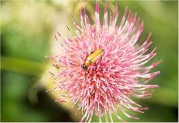 Image of Suisun thistle