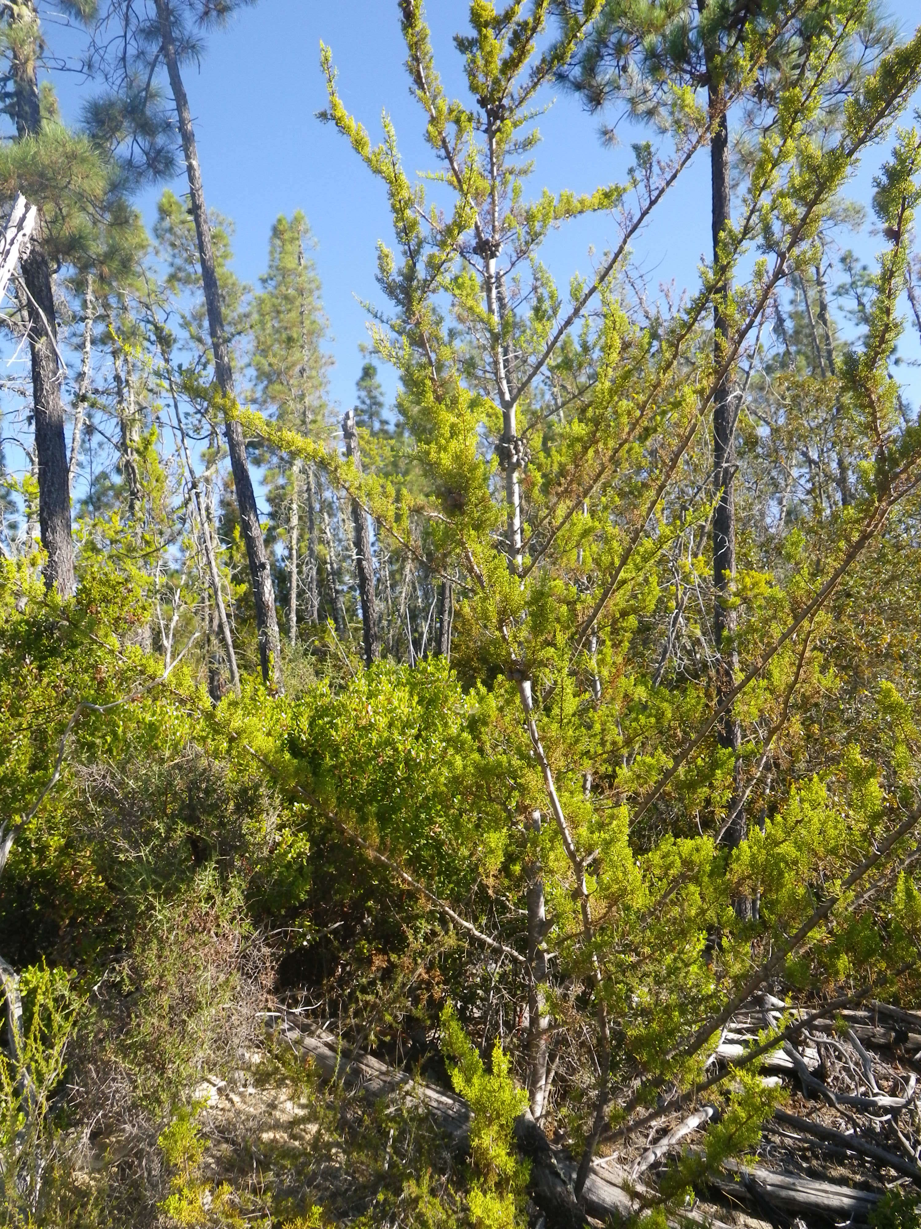 Cupressus goveniana var. abramsiana (C. B. Wolf) Little resmi