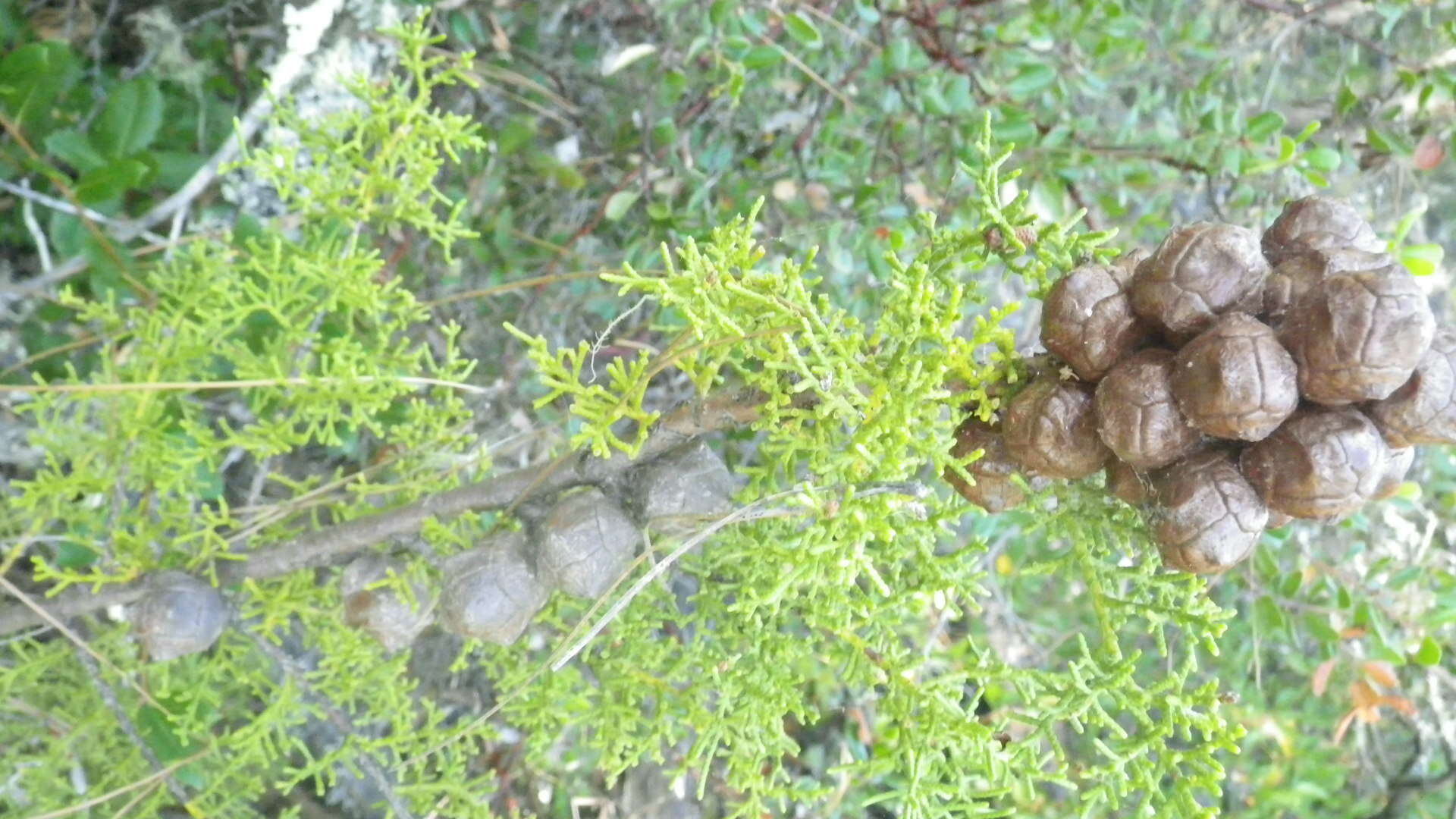 Cupressus goveniana var. abramsiana (C. B. Wolf) Little resmi