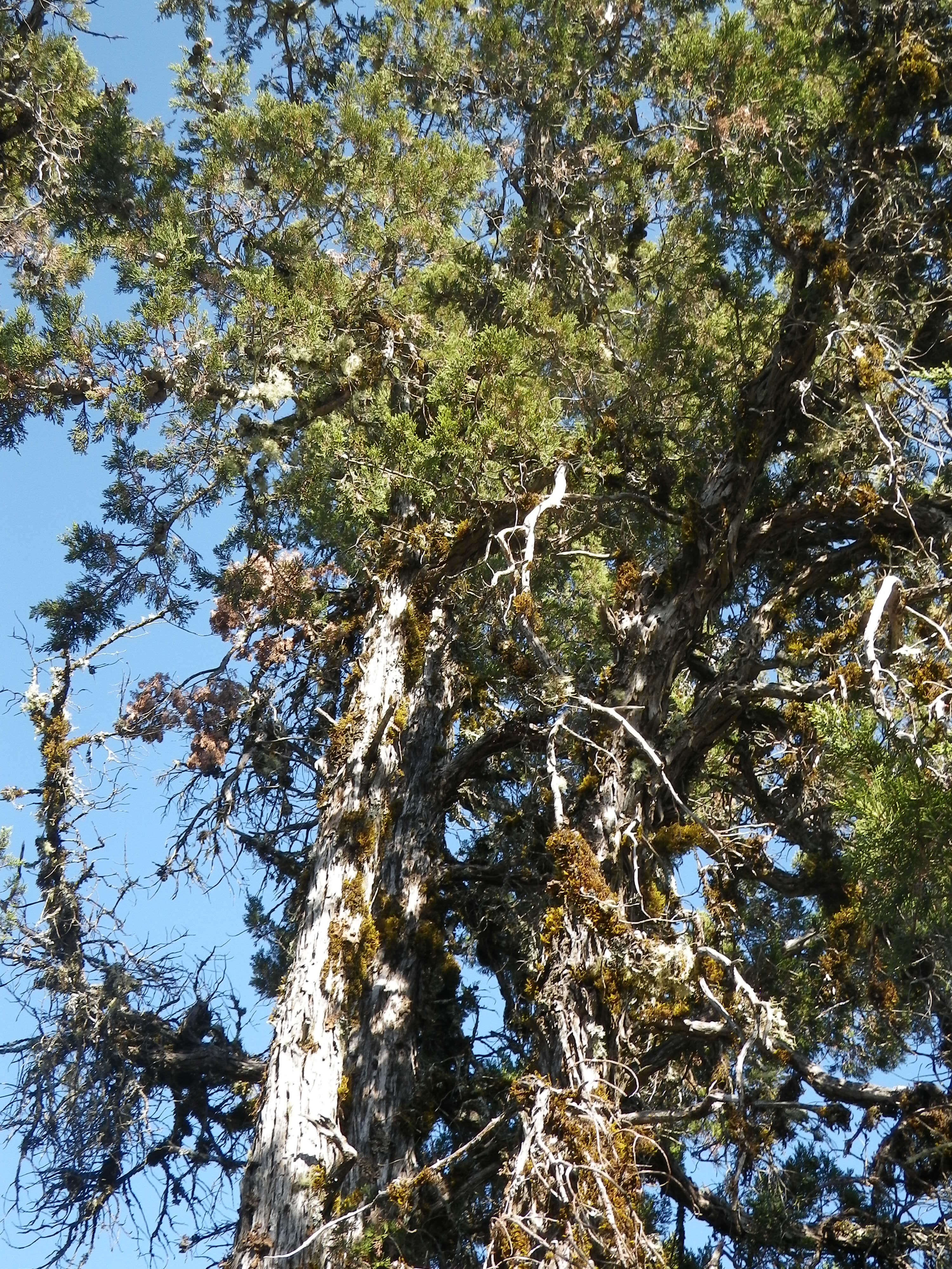 Cupressus goveniana var. abramsiana (C. B. Wolf) Little resmi