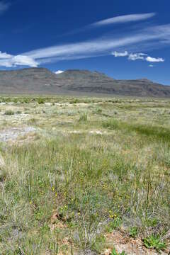 Image of Soldier Meadows Cinquefoil