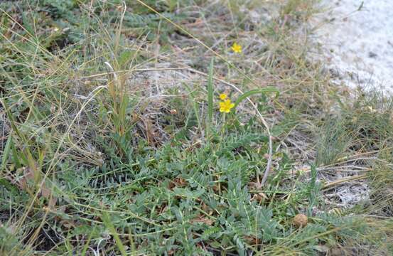 Image of Soldier Meadows Cinquefoil