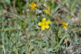 Image of Soldier Meadows Cinquefoil