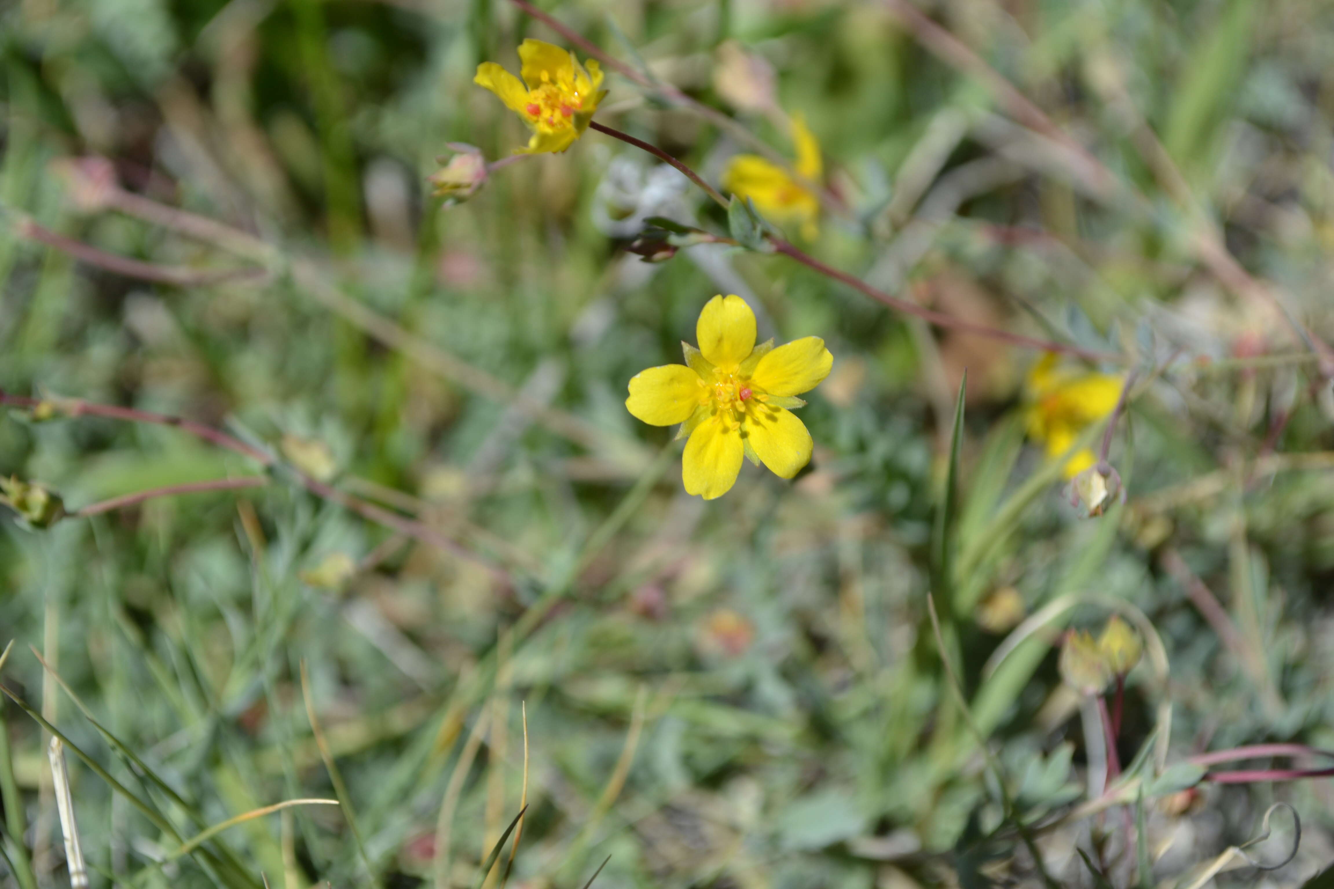 Image of Soldier Meadows Cinquefoil