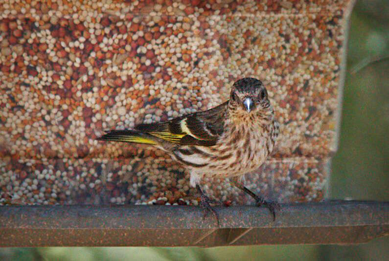 Image of Pine Siskin