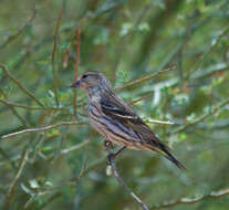 Image of Pine Siskin