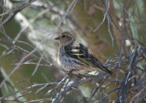 Image of Pine Siskin