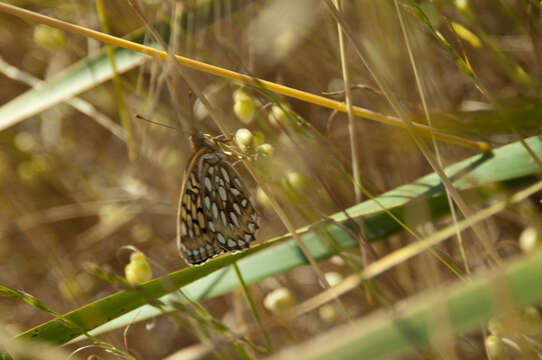 صورة Speyeria callippe Boisduval 1852