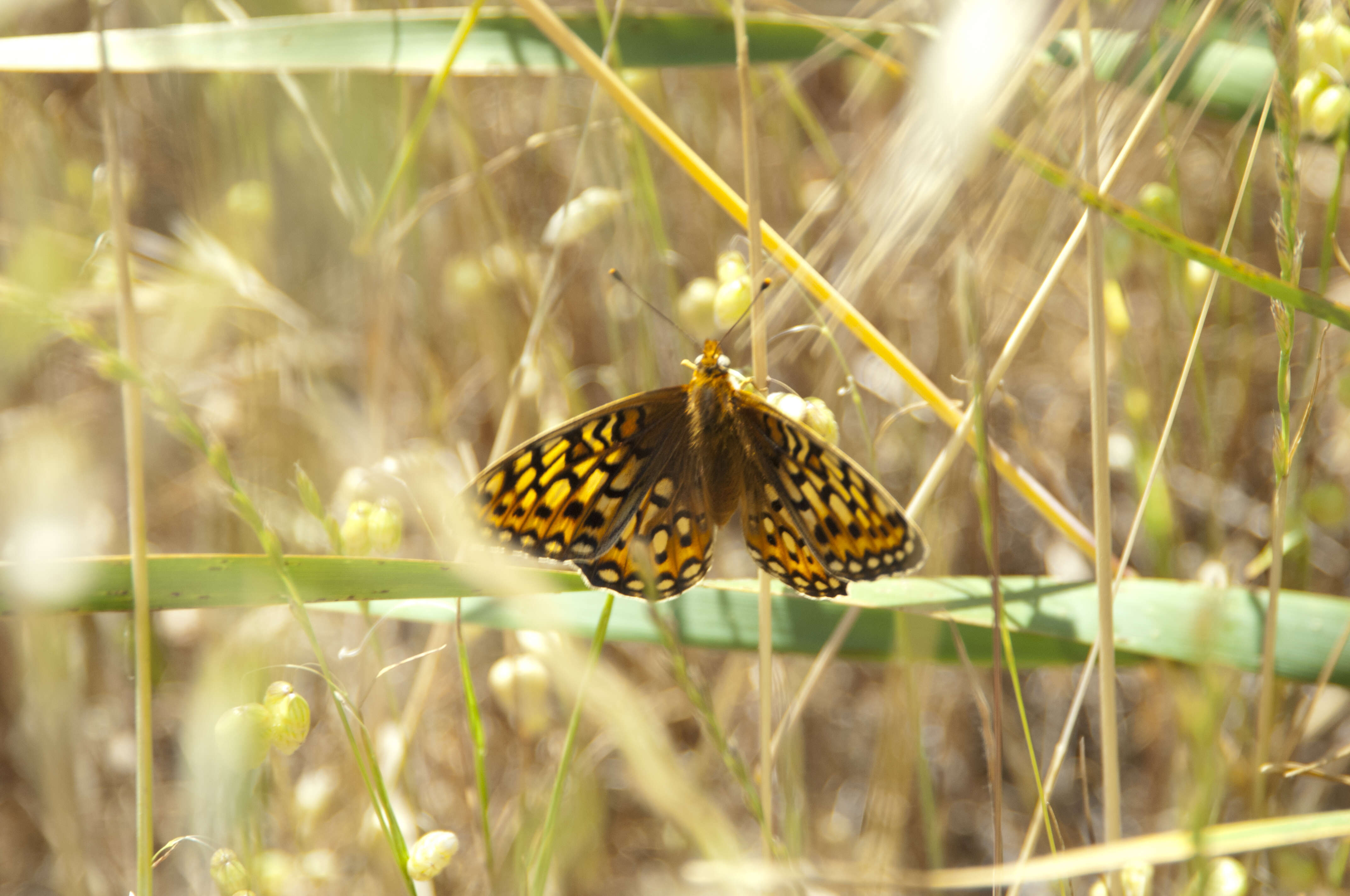 صورة Speyeria callippe Boisduval 1852