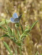 Image of Mission blue butterfly