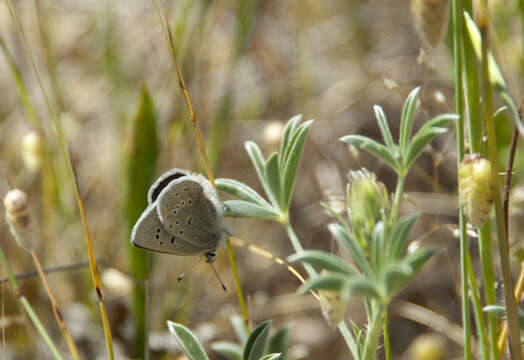 Image of Mission blue butterfly