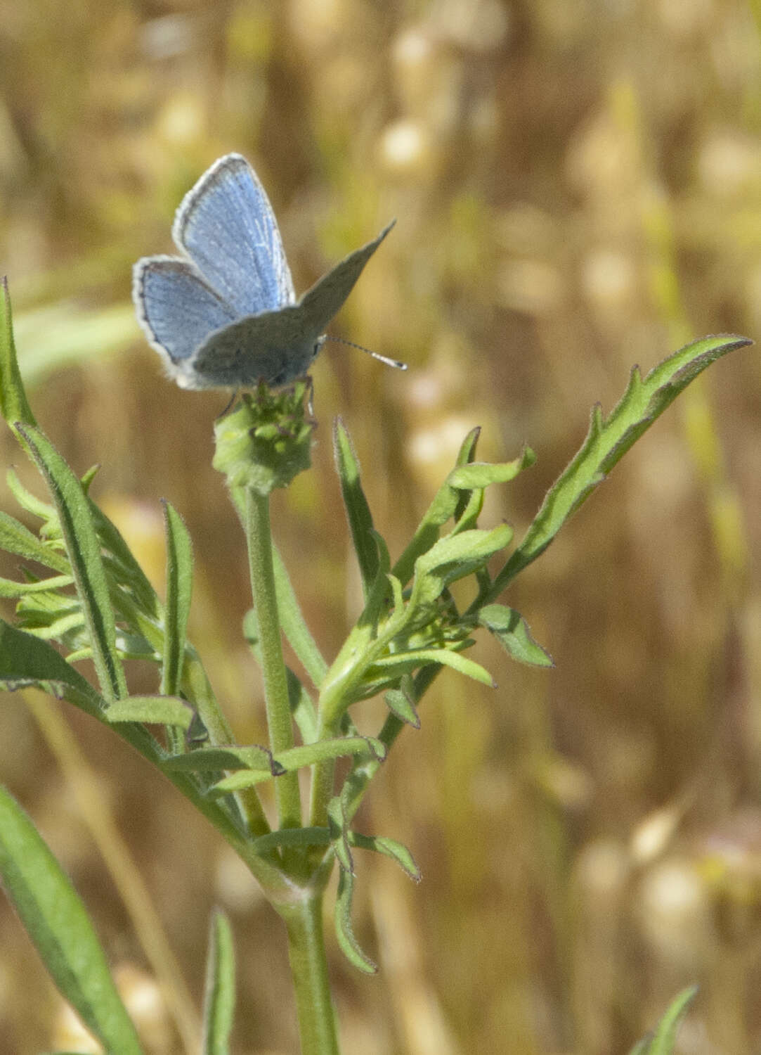 Image of Mission blue butterfly