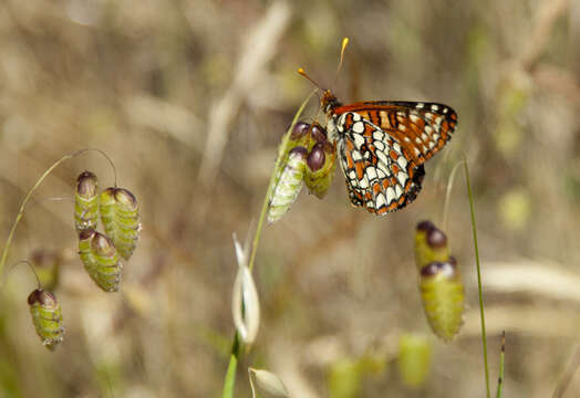 Image of Euphydryas chalcedona