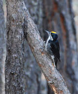 Image of Black-backed Woodpecker