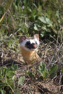 Image of Long-tailed Weasel