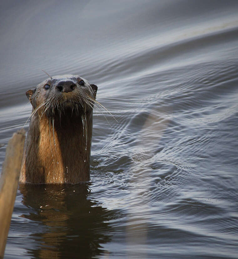 Image of Otter sp.