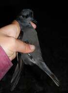 Image of Ashy Storm Petrel