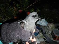 Image of Ashy Storm Petrel