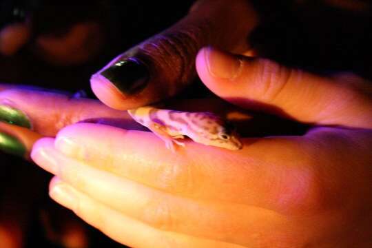 Image of Western Banded Gecko