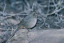 Image of California Towhee