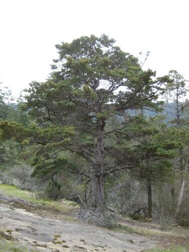 Cupressus goveniana var. abramsiana (C. B. Wolf) Little resmi