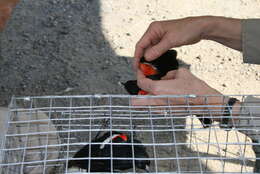 Image of Tricolored Blackbird