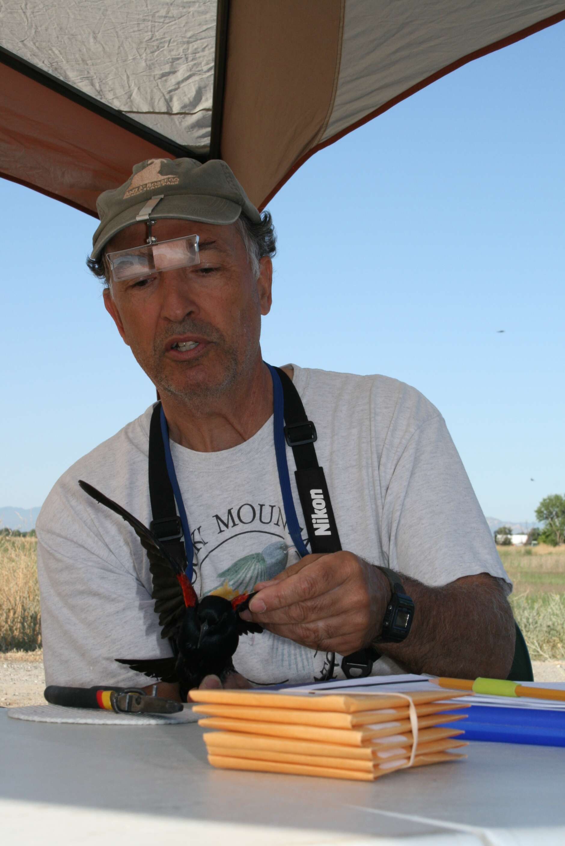 Image of Tricolored Blackbird