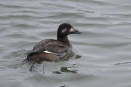 Image of White-winged Scoter