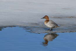 Image of Canvasback