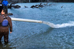 Image of Chinook Salmon