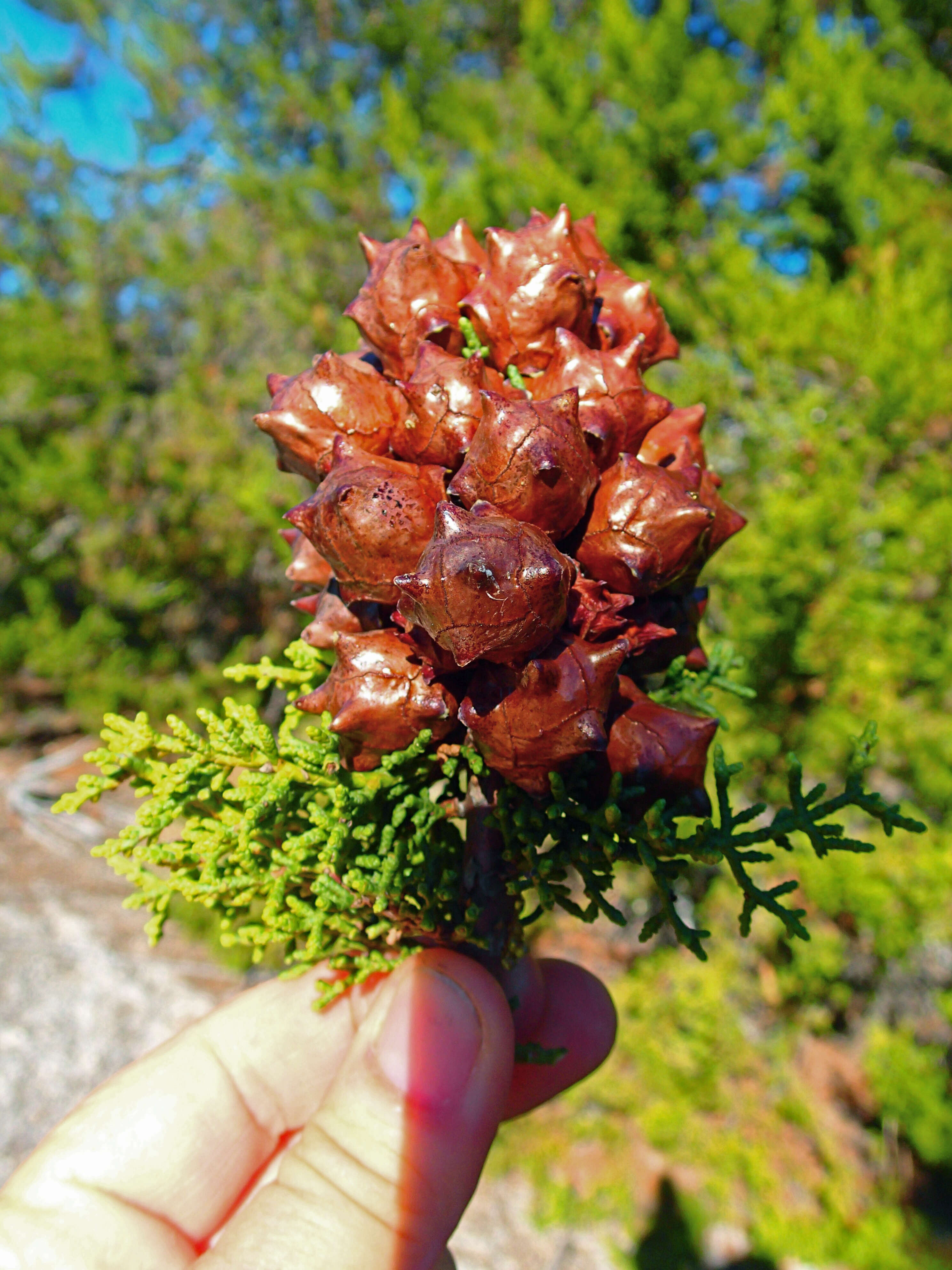 Cupressus goveniana var. abramsiana (C. B. Wolf) Little resmi