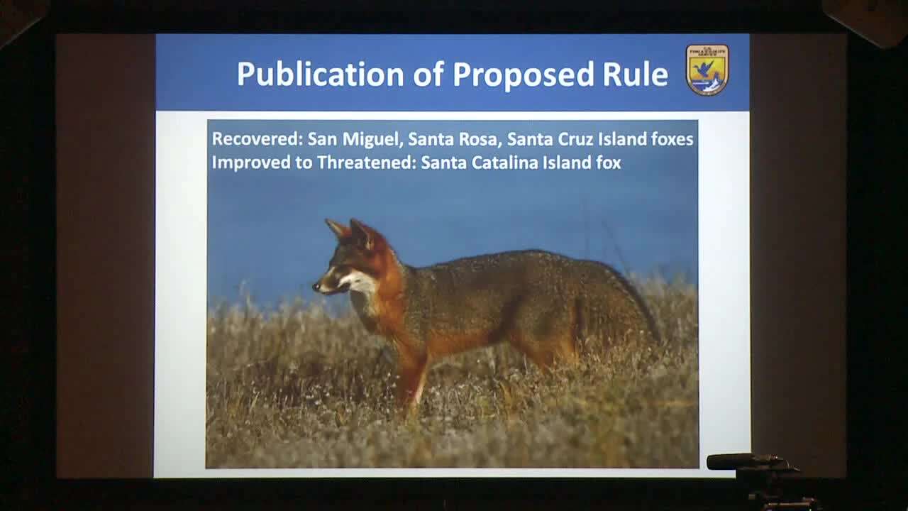 Image of California Channel Island Fox