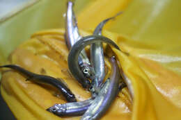 Image of Delta Smelt