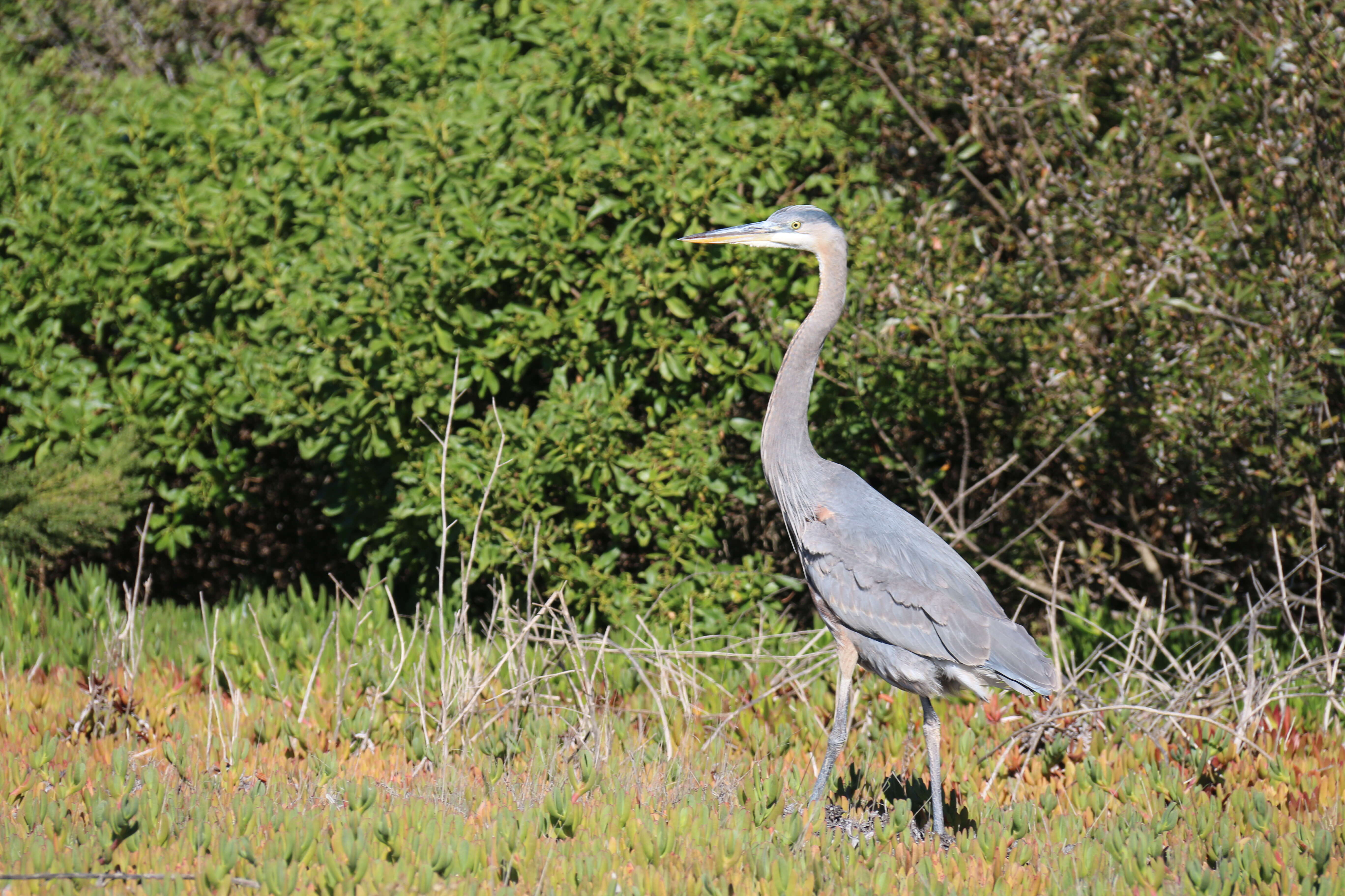 Image of Great Blue Heron