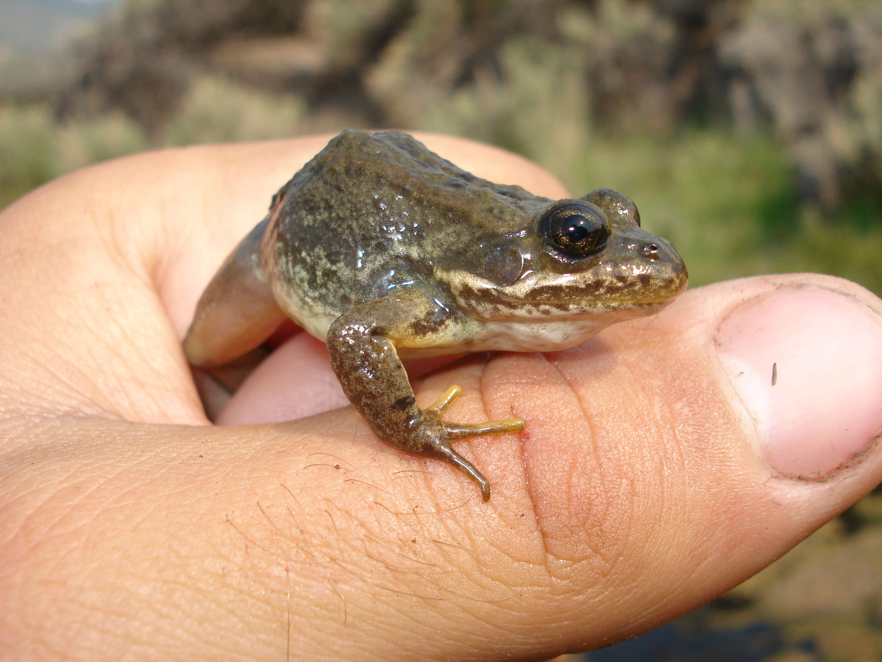 Image of Columbia Spotted Frog