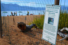 Image of Lake Tahoe yellowcress