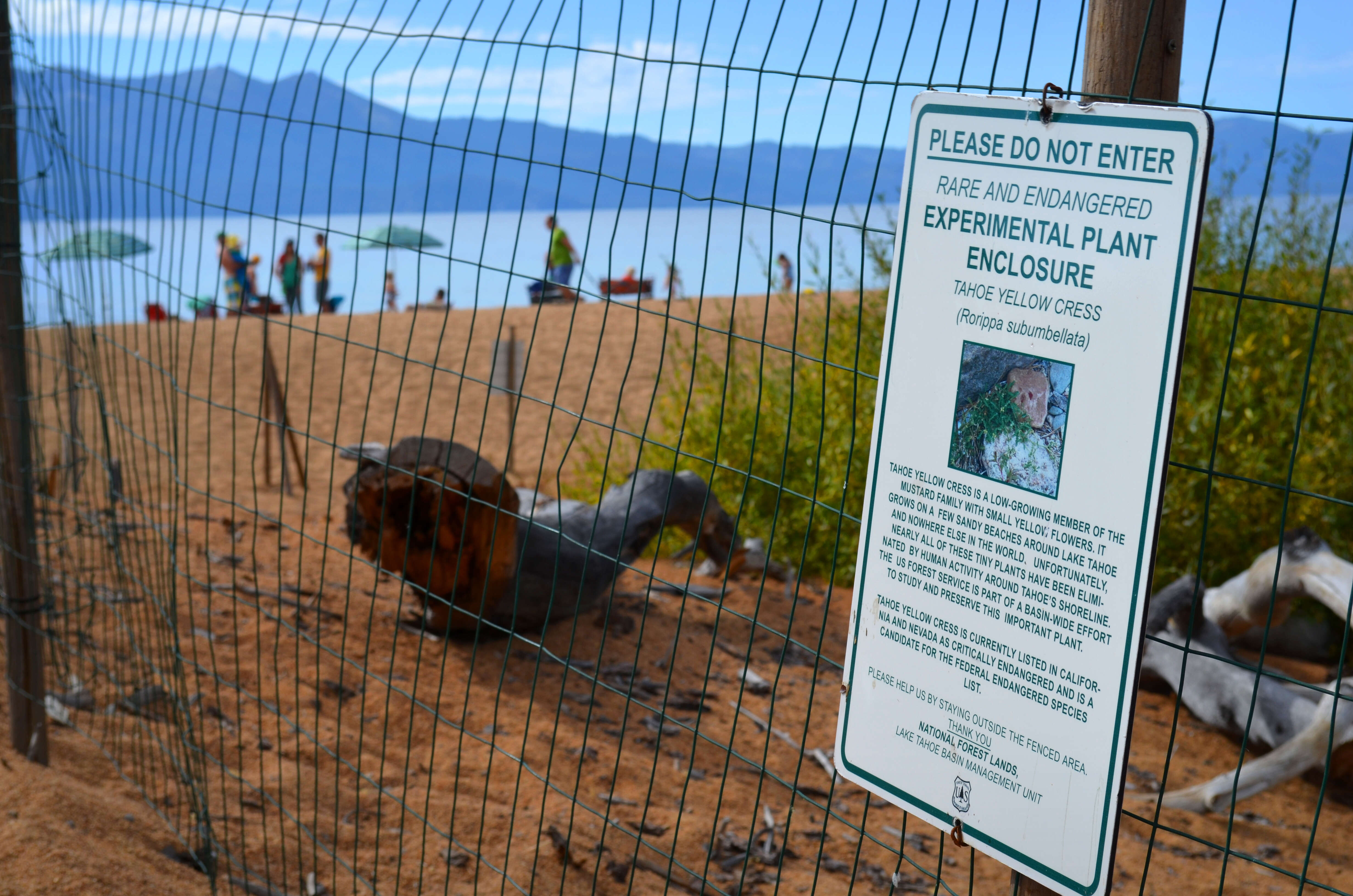 Image of Lake Tahoe yellowcress