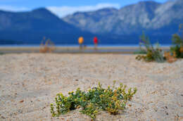 Image of Lake Tahoe yellowcress