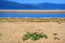 Image of Lake Tahoe yellowcress