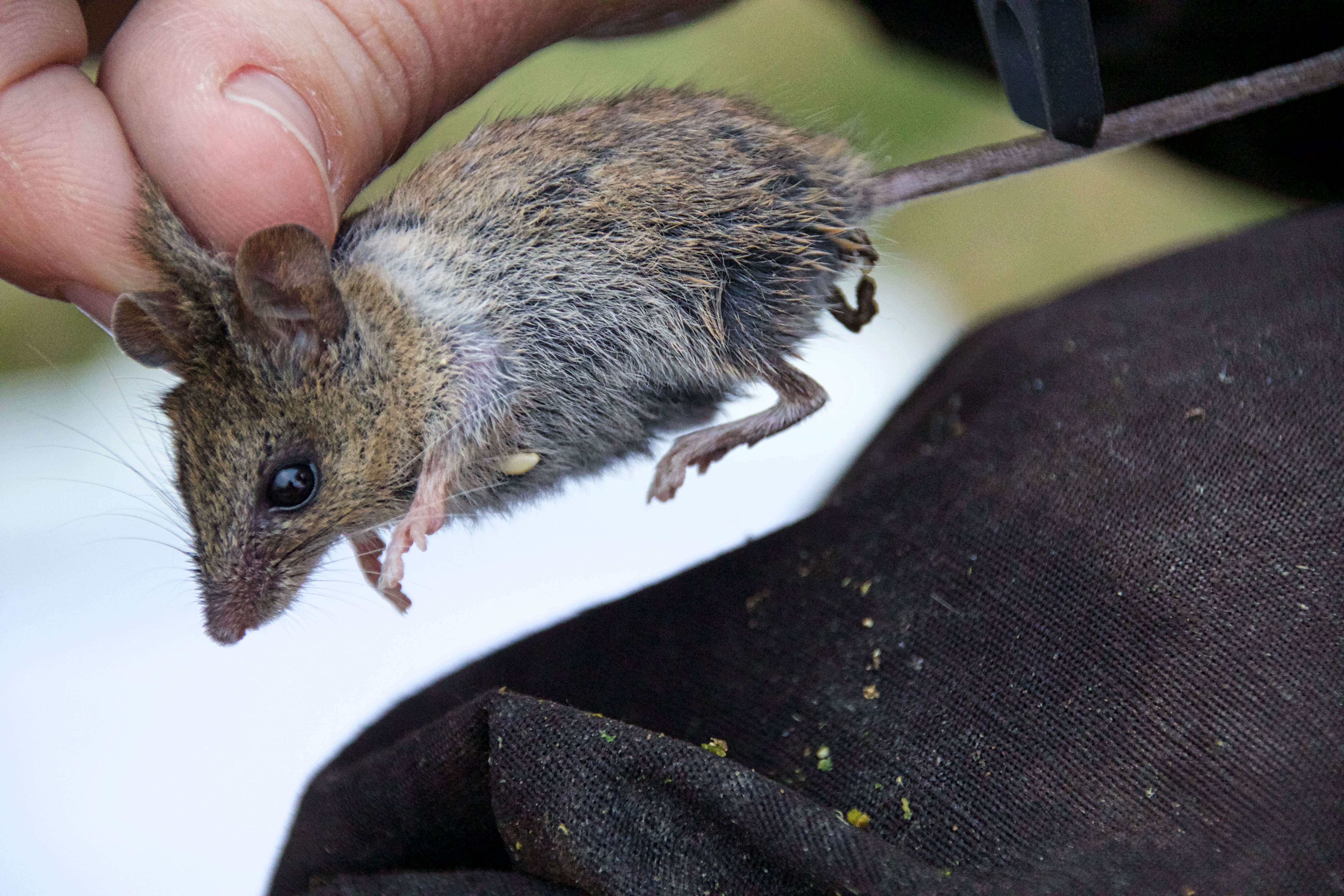 Image of Southern Marsh Harvest Mouse