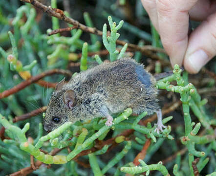 Image of Southern Marsh Harvest Mouse