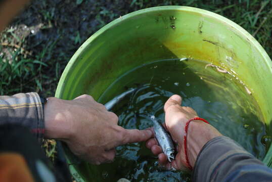 Image of Chinook Salmon