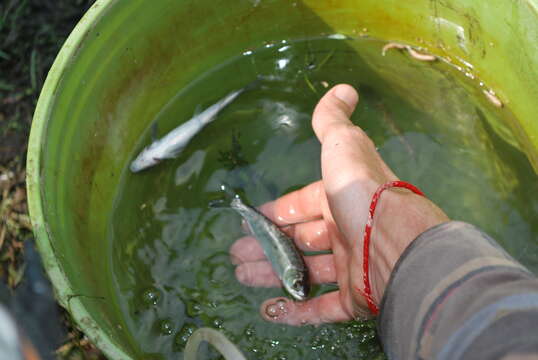 Image of Chinook Salmon