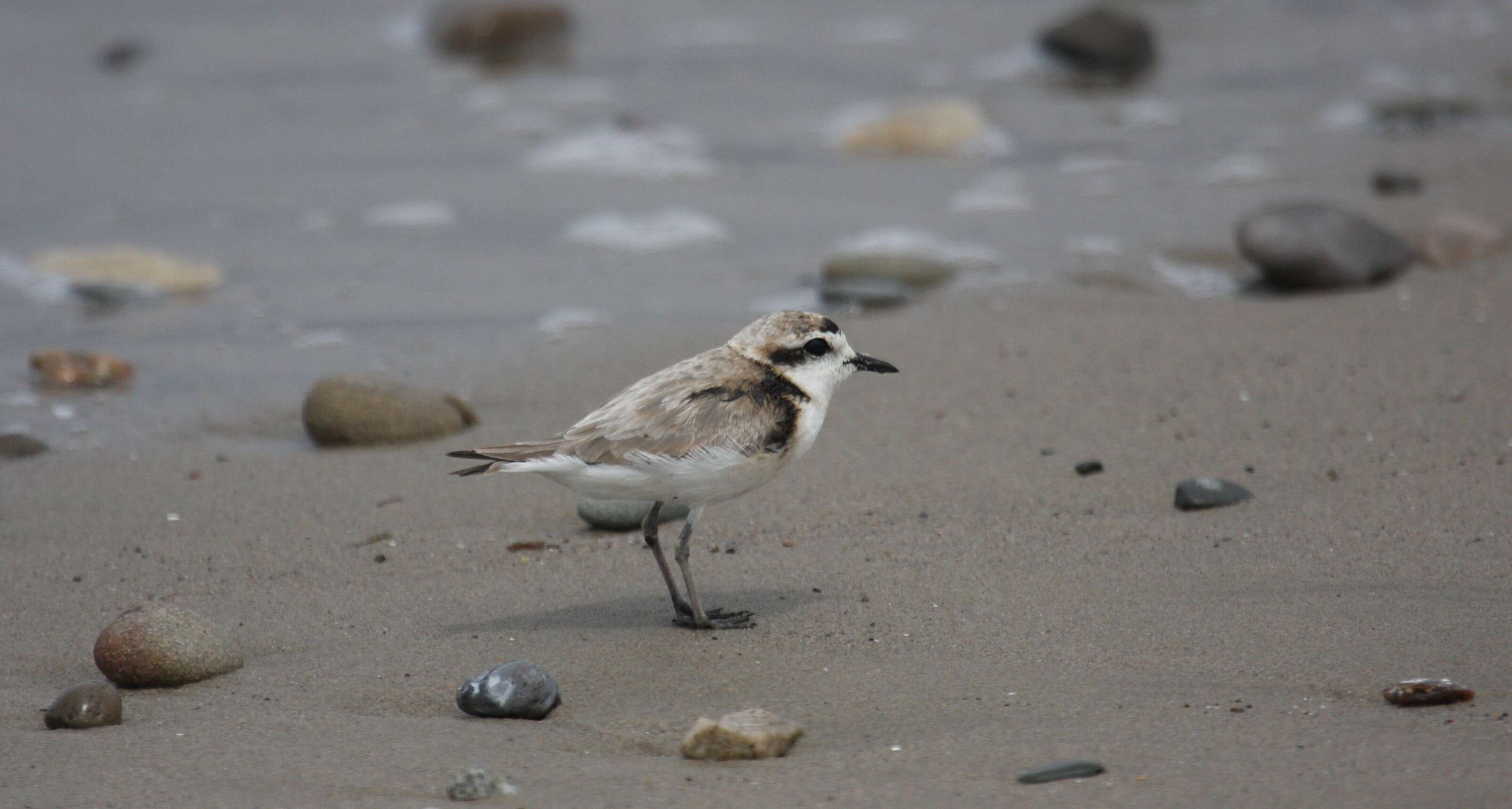 Image of Snowy Plover