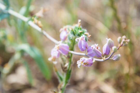 Image of bristly jewelflower