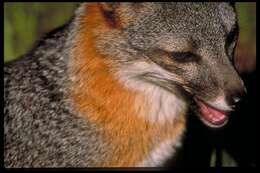 Image of California Channel Island Fox