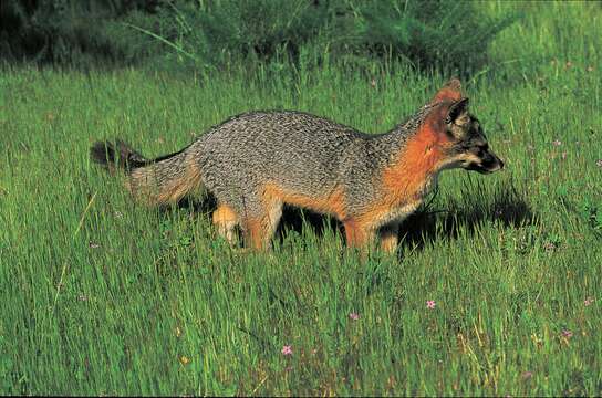 Image of California Channel Island Fox