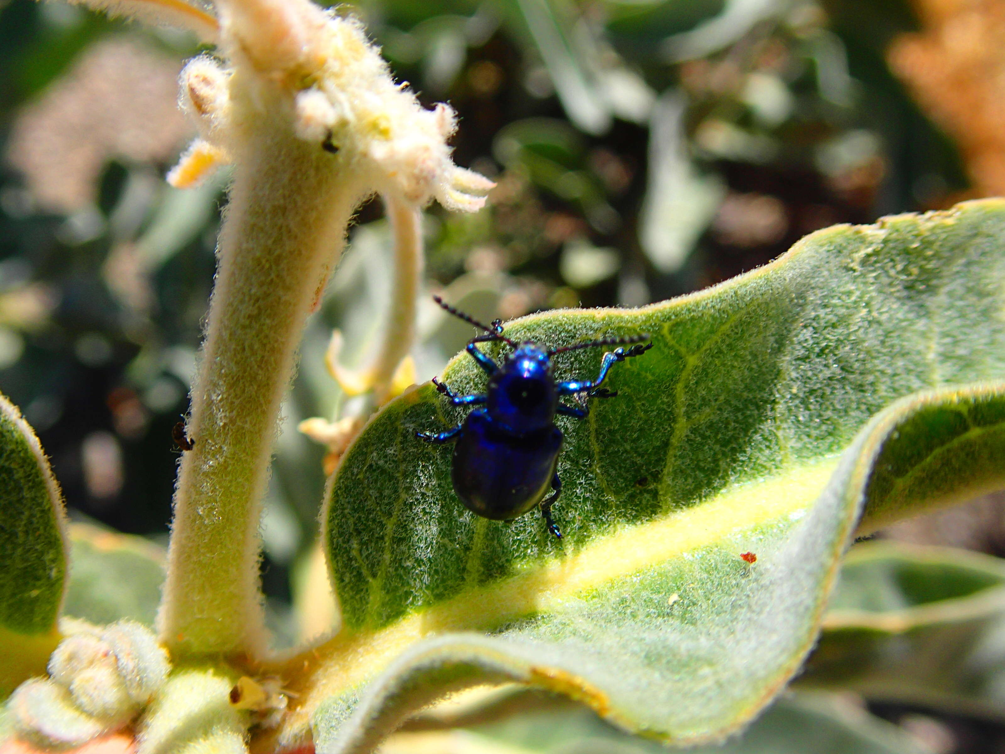 Image of Cobalt Milkweed Beetle