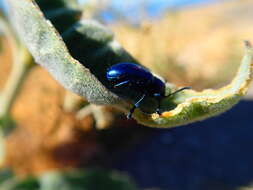 Image of Cobalt Milkweed Beetle